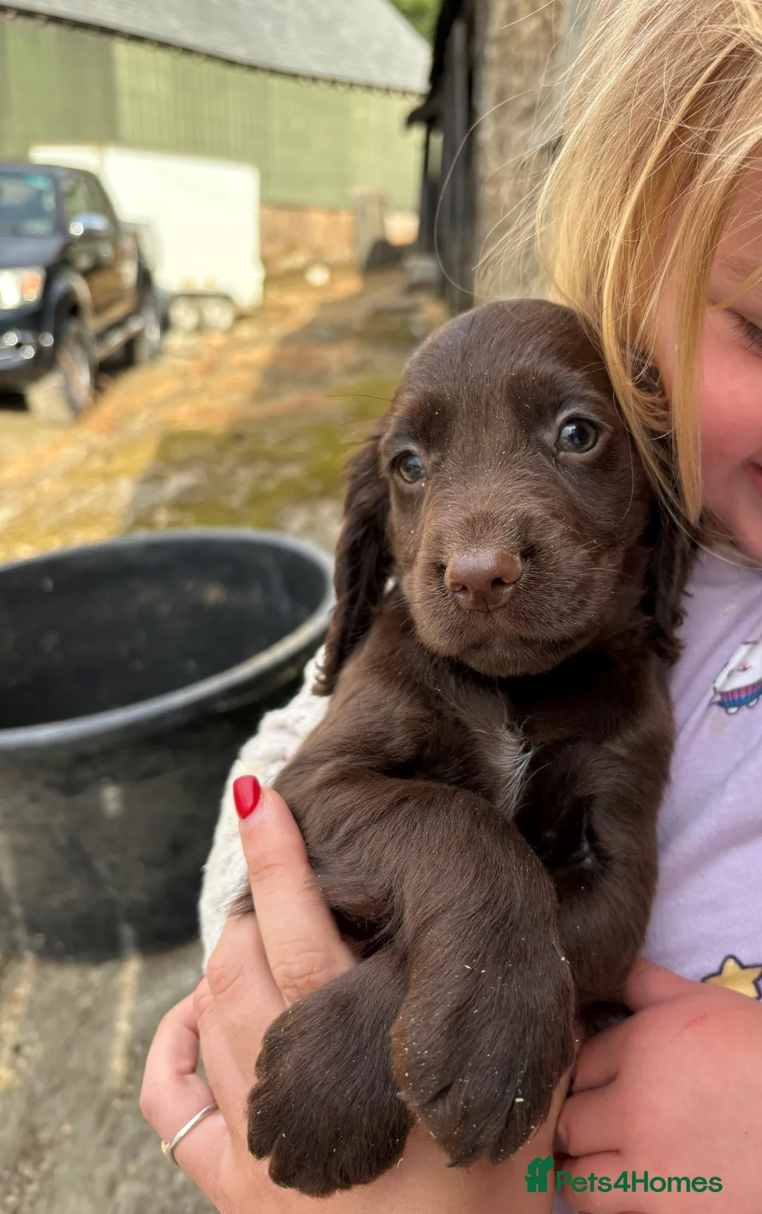 Cocker Spaniel dogs for sale: KC Registered Cocker Spaniel Puppies - Advert 9