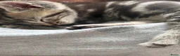 Mixed Breed cats for sale: Kittens in Leeds - Advert 11