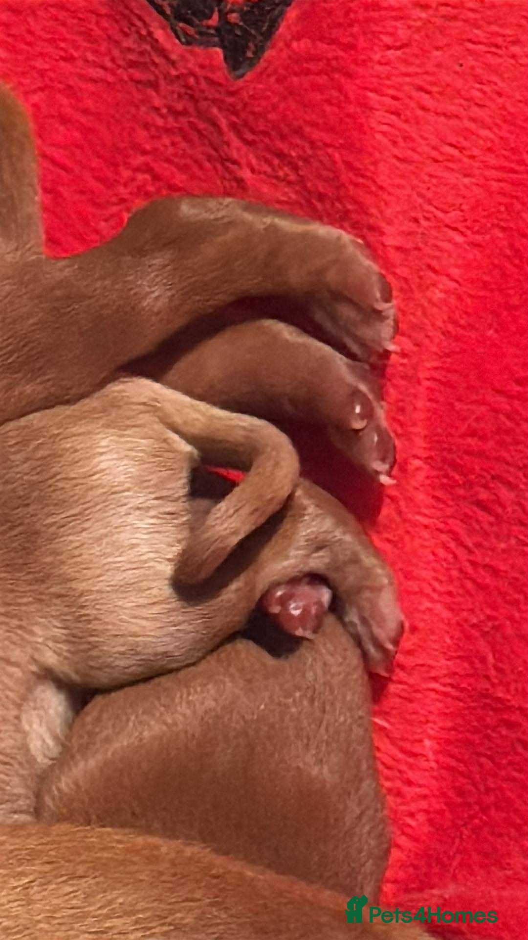 Labrador Retriever dogs for sale: Extensively Health tested Red fox Labradors 🧡 - Advert 22