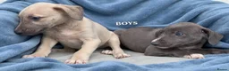 Mixed Breed dogs for sale: Bedlington whippet saluki greyhound puppy’s - Advert 2