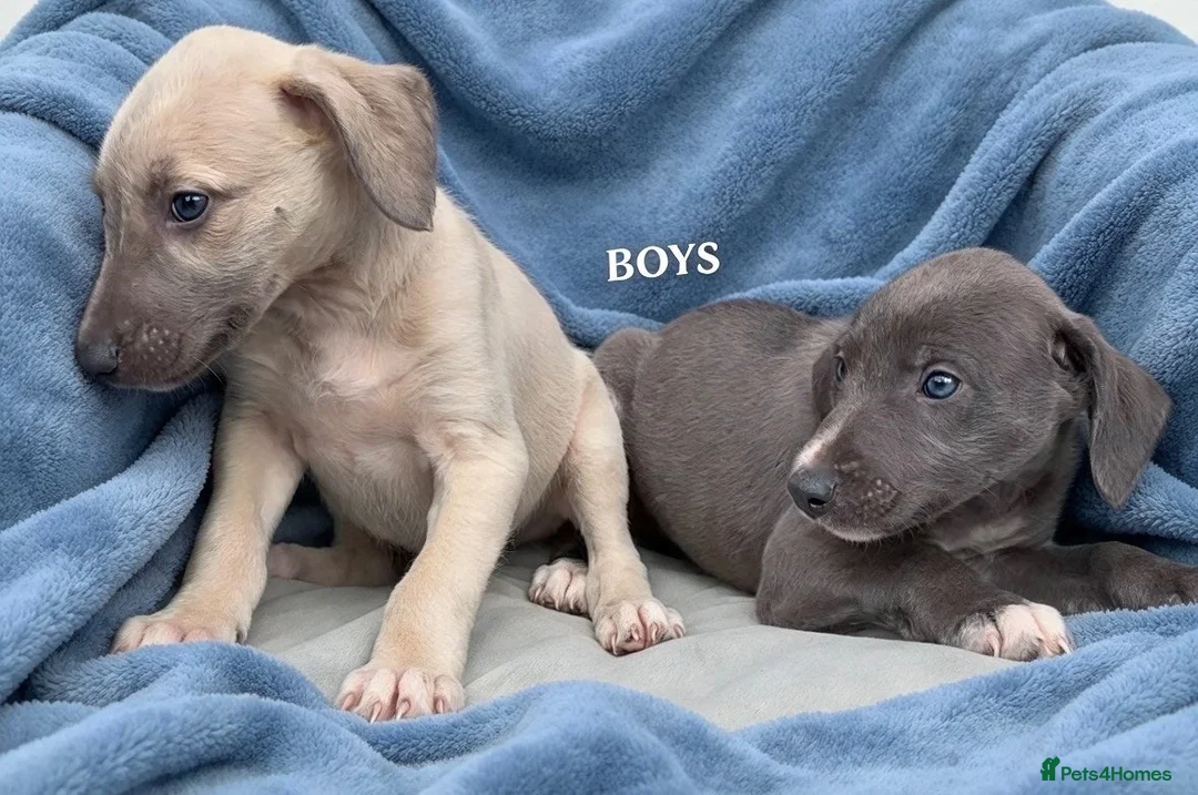 Mixed Breed dogs for sale: Bedlington whippet saluki greyhound puppy’s - Advert 2