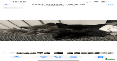 British Shorthair cats - Advert 10