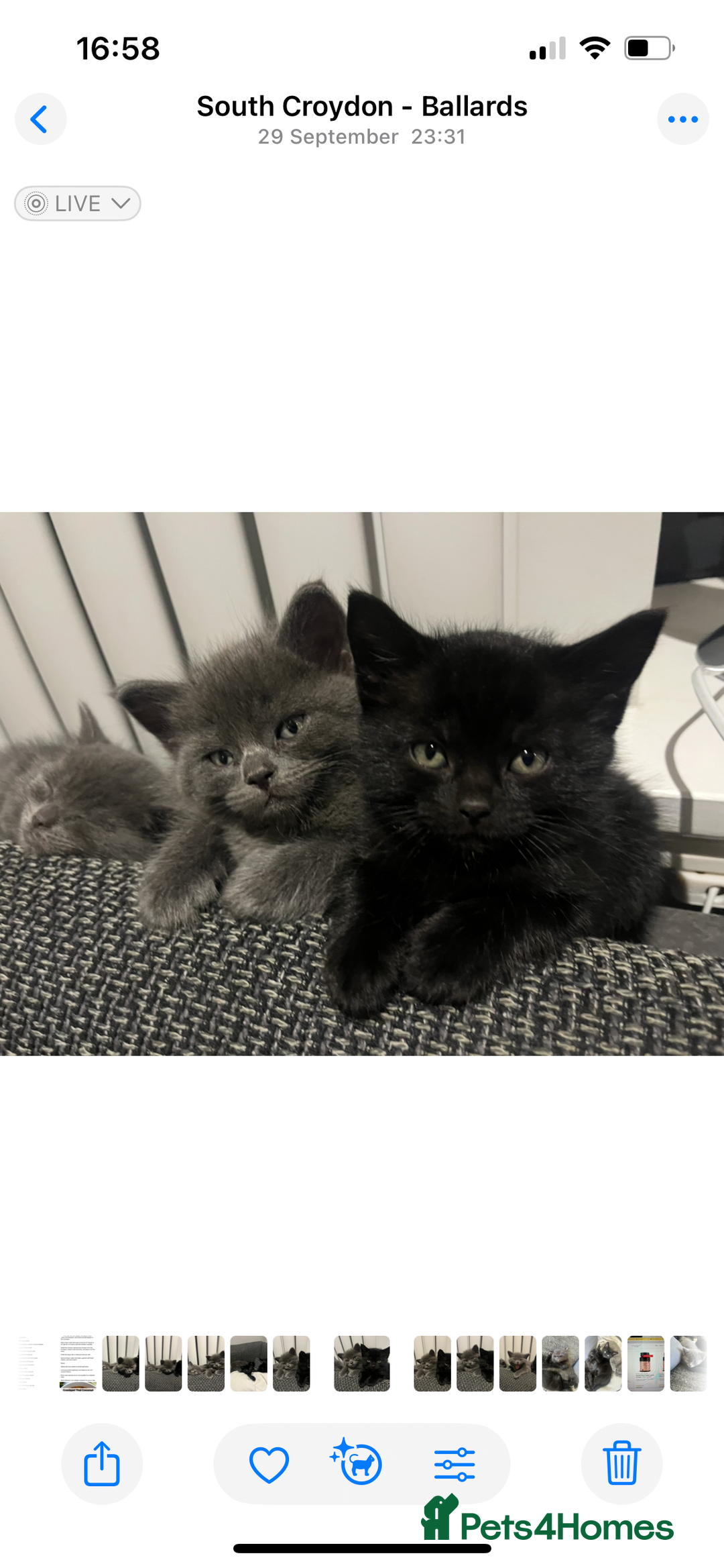 British Shorthair cats for sale: Healthy playful adorable kittens. - Image 3