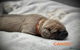 Cane Corso dogs for sale: 🐾✨ PatoSquad Kennel FCI Puppies ✨🐾 - Image 1