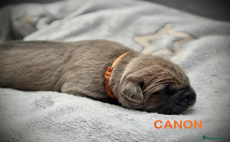 Cane Corso dogs - Advert 1