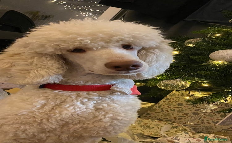 Goldendoodle dogs - Advert 1