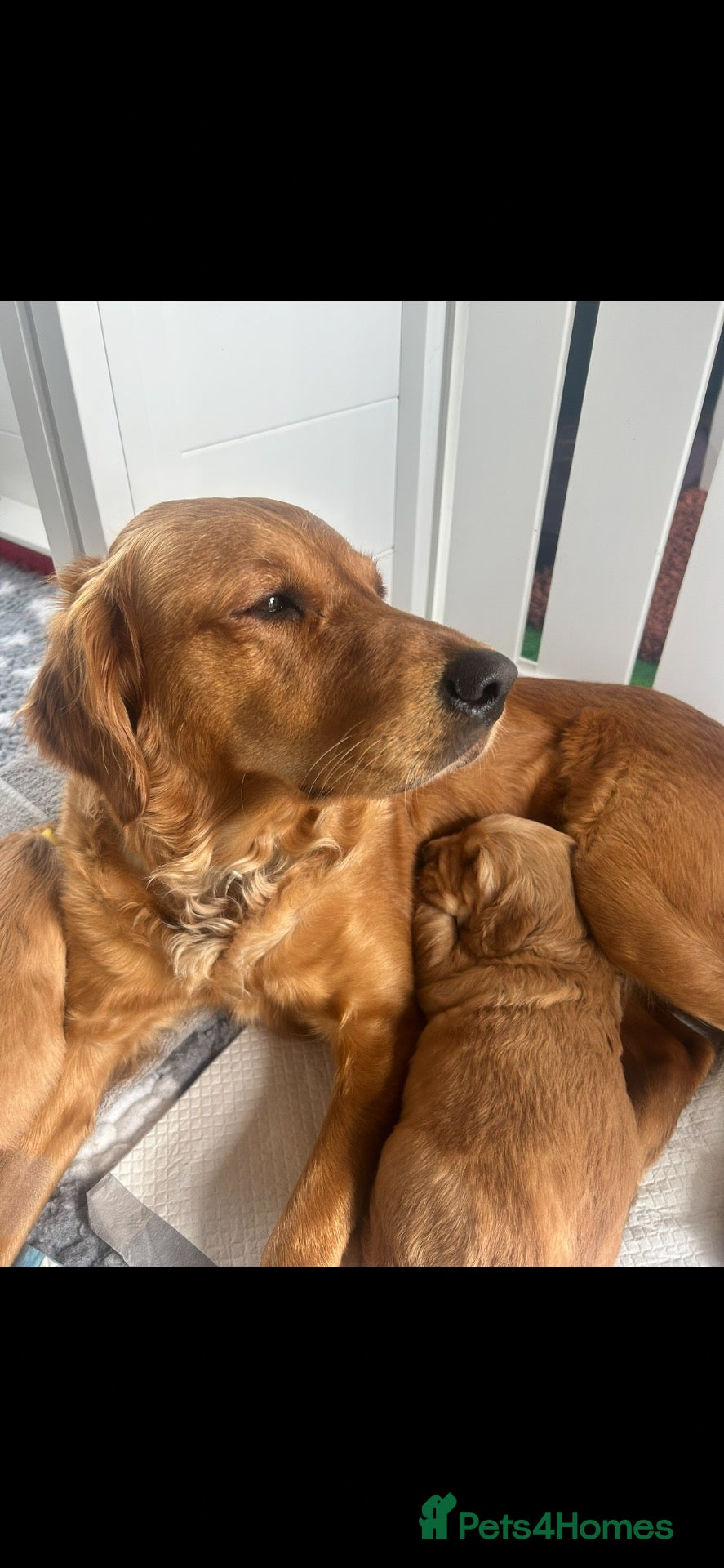 Golden Retriever dogs Beautiful KC Golden Retriever puppies for sale - Advert 2