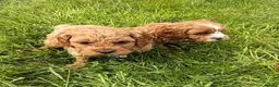 Cavapoo dogs for sale: Toy Cavapoo Puppies - Advert 27