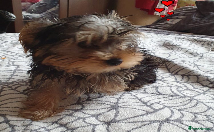 Yorkshire Terrier dogs - Advert 11