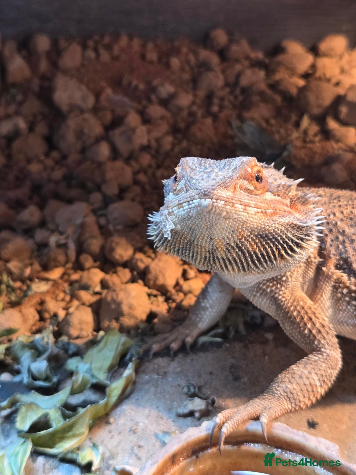 Bearded Dragon reptiles Male bearded dragon - Advert 1