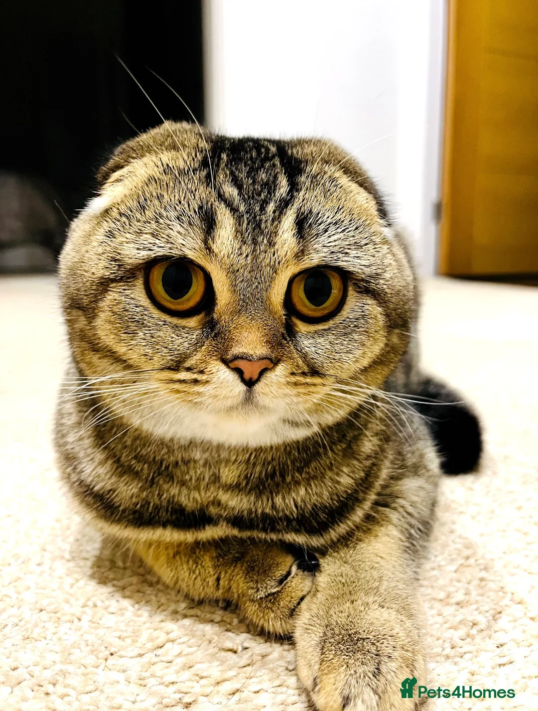 Mixed Breed cats for sale: British Shorthair & Scottish Fold mixed breed - Advert 3