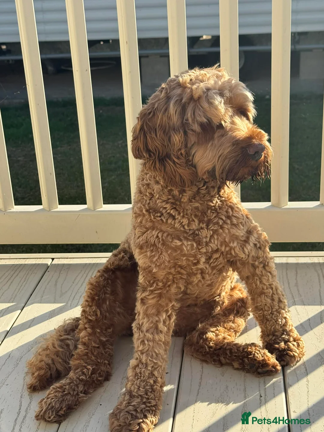 Gallery Image {{count}}