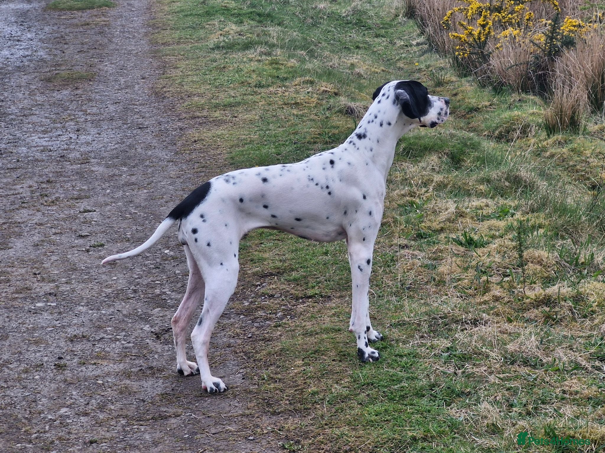 Pointer dogs English Pointers - Advert 1