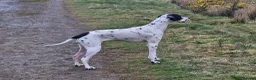 Pointer dogs for sale: English Pointers in Pontypool - Advert 1