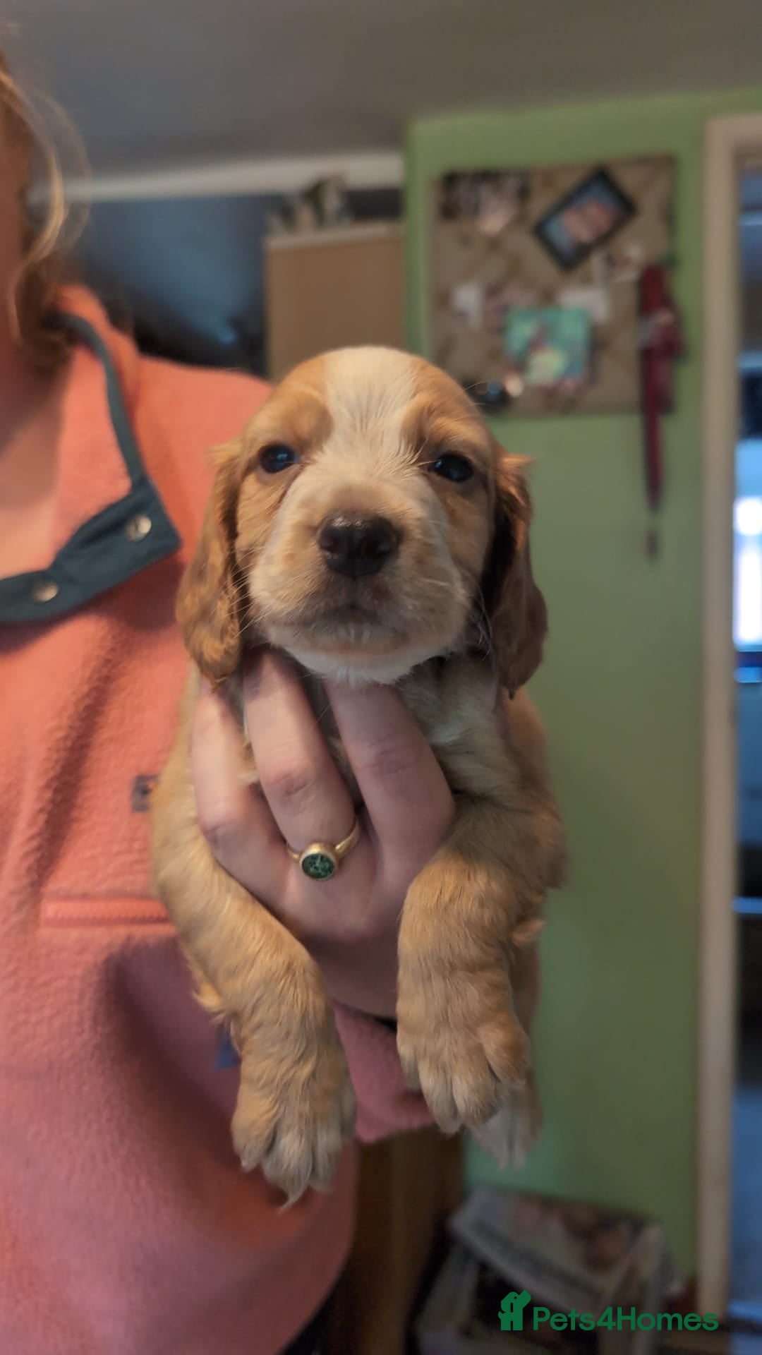 Cocker Spaniel dogs for sale: Working Cocker Spaniel Puppies  - Image 6