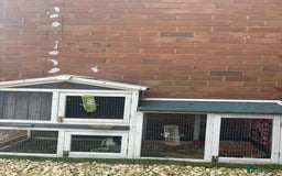 Mini Lop rabbits for sale: Mini lop rabbit and hutch  - Image 2