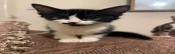 Mixed Breed cats for sale: Kittens ready to leaven 💕 - Advert 26
