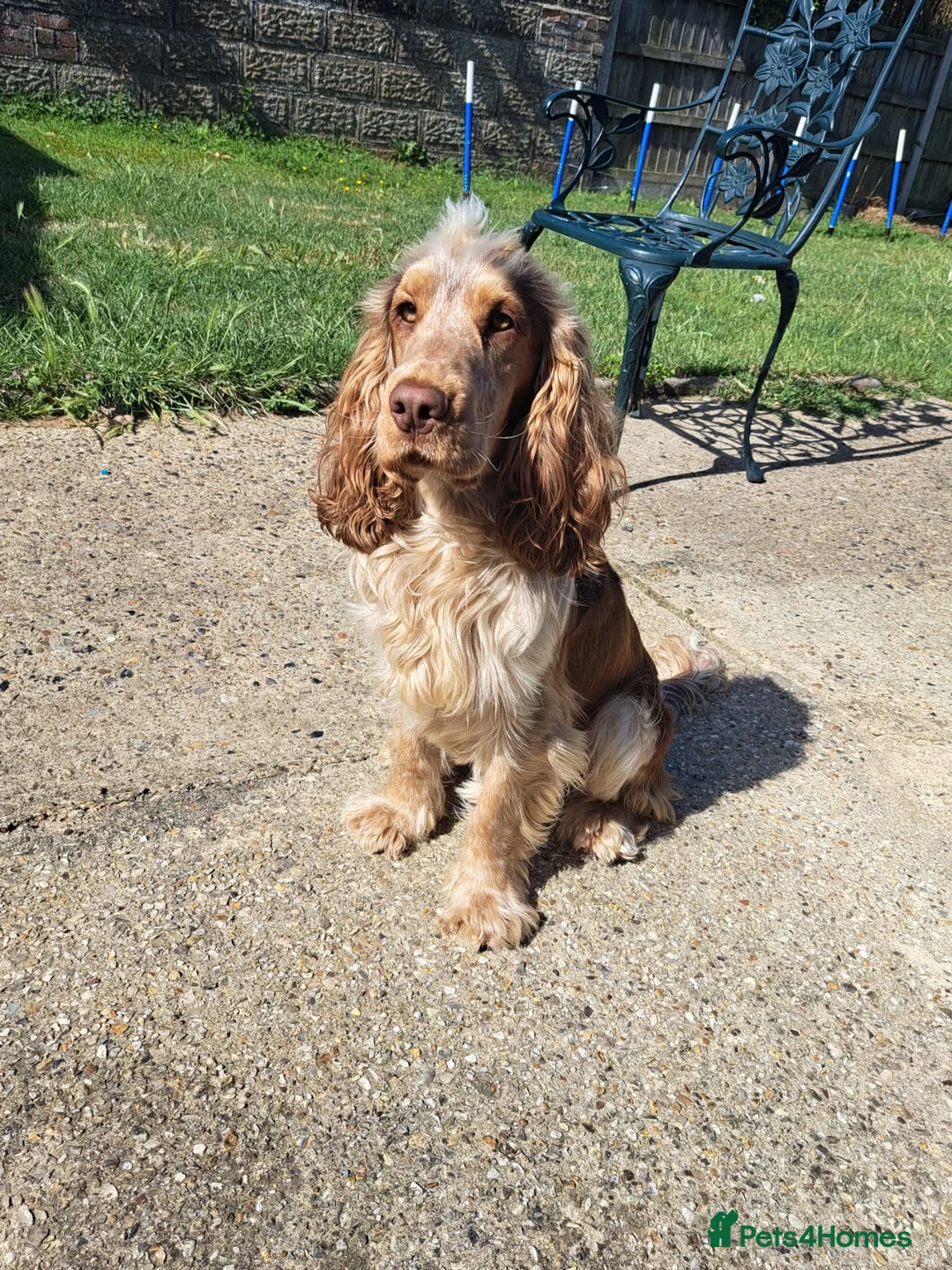 Cocker Spaniel dogs for sale: Adorable show cocker spaniel boys! Last Boy left - Advert 5