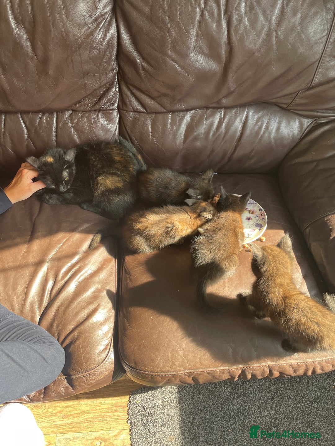 Mixed Breed cats for sale: I have 4 kittens  - Image 1