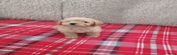 Cavapoo dogs for sale: Beautiful cavapoo puppies  in Winsford - Advert 4