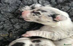 Welsh Corgi Cardigan dogs for sale: Show Quality KC Pedigree Corgi Cardigan Puppies  - Image 5