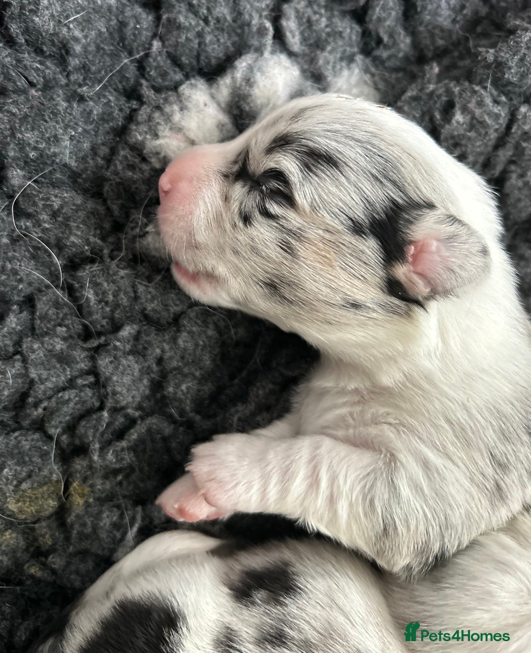 Welsh Corgi Cardigan dogs for sale: Show Quality KC Pedigree Corgi Cardigan Puppies  - Image 5