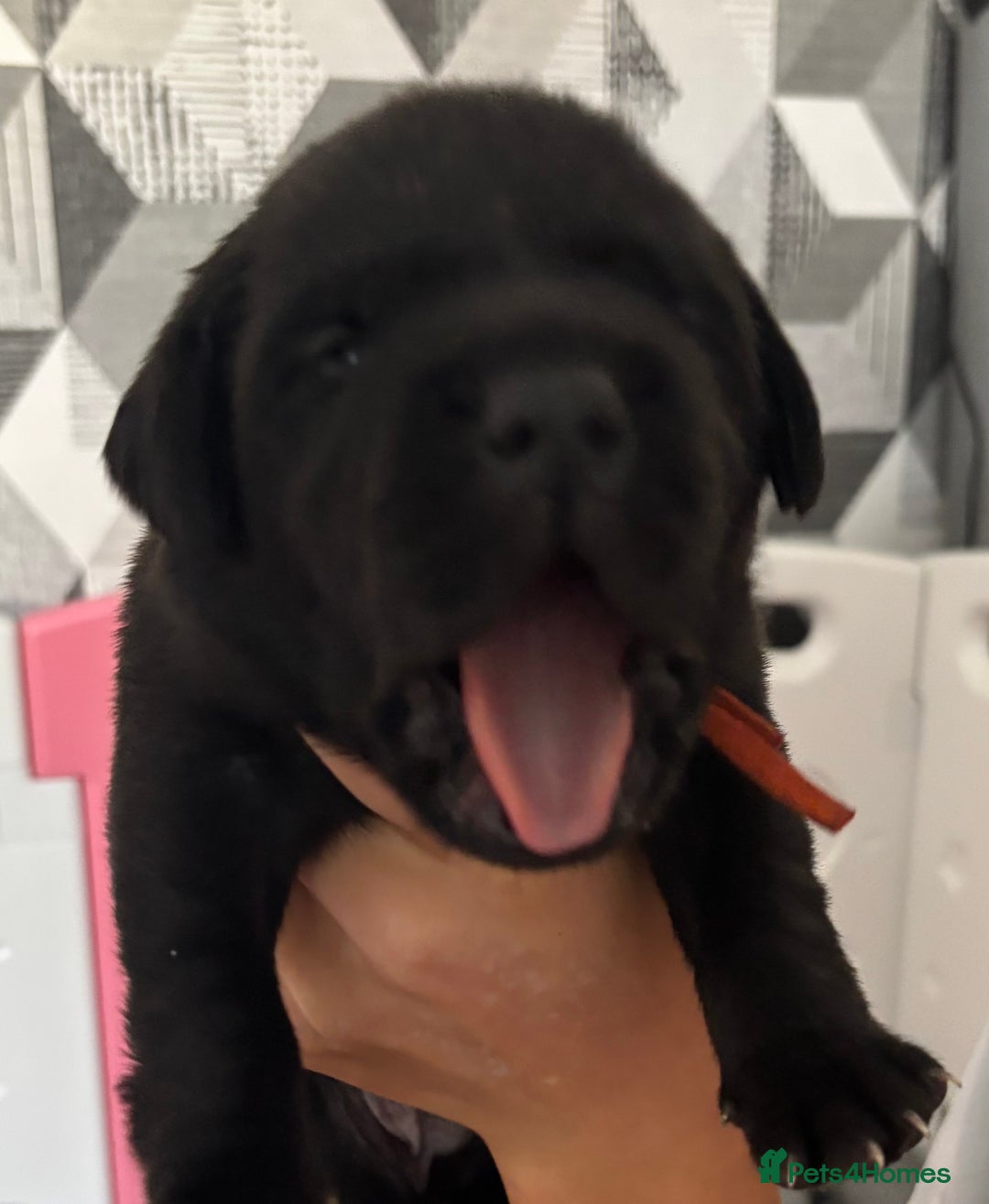 Labrador Retriever dogs for sale: 1 beautiful kc lab - Advert 24