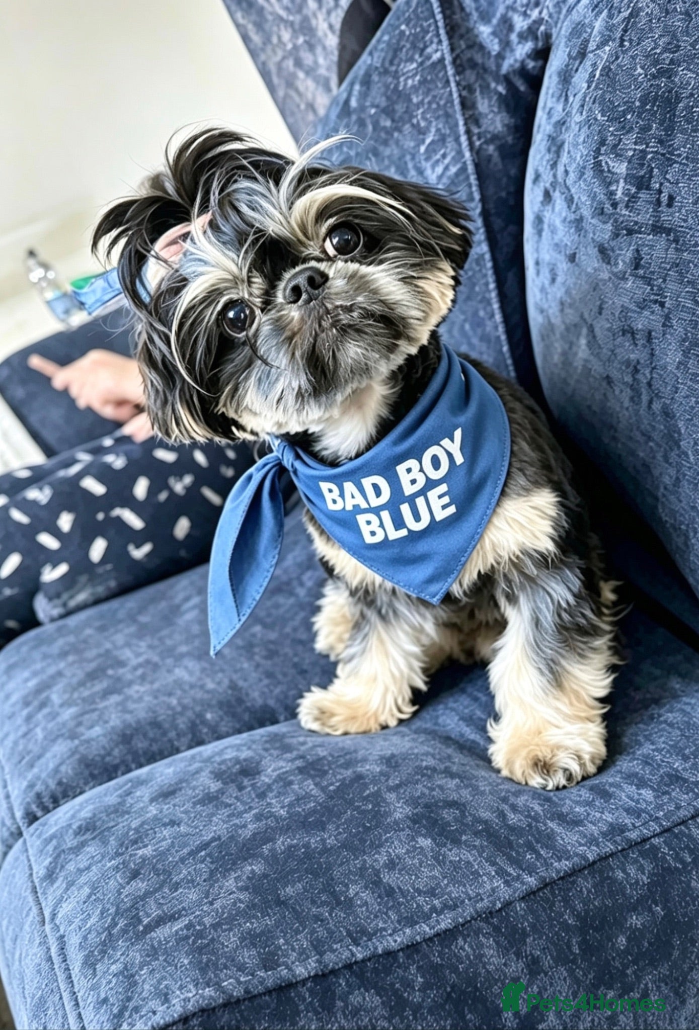 Shih Tzu dogs 💙BAD BOY BLUE💙 For stud - Advert 6