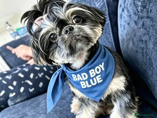 Shih Tzu dogs 💙BAD BOY BLUE💙 For stud - Advert 2