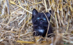 Mixed Breed cats for sale: Black, black/white kittens from 8 weeks & upwards - Image 5