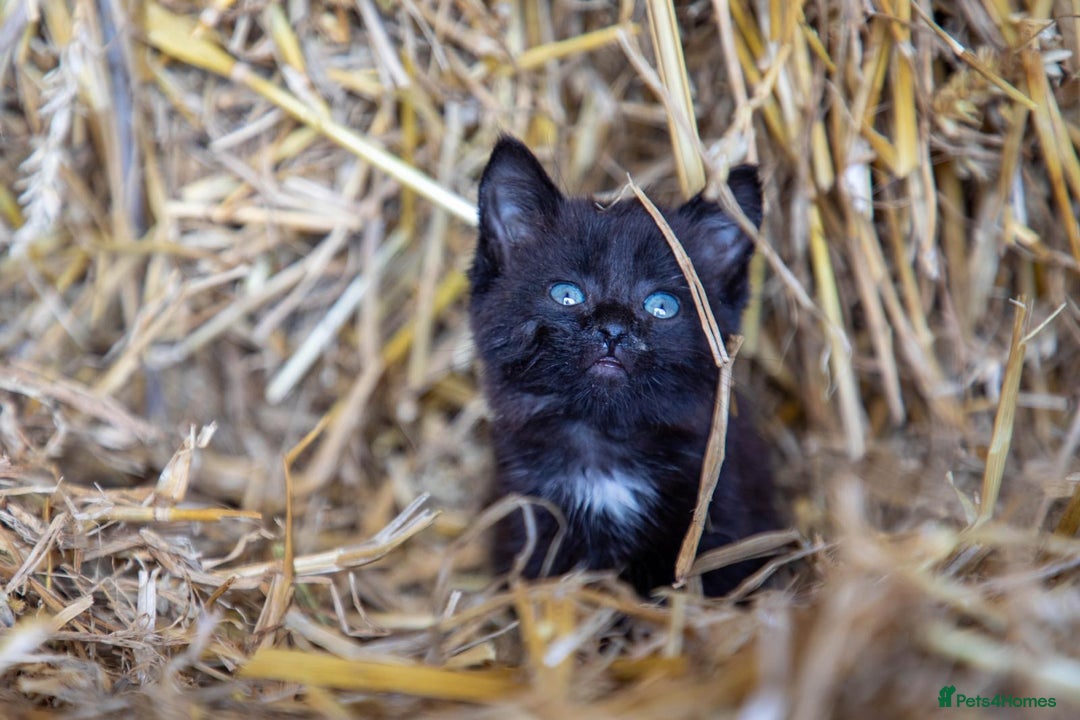 Mixed Breed cats for sale: Black, black/white kittens from 8 weeks & upwards - Image 5