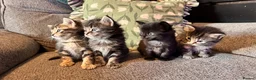 Mixed Breed cats for sale: Stunning kittens 🐈‍⬛ - Advert 8
