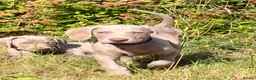 Weimaraner dogs for sale: Handsome male KC Registered Weimaraner pups  - Advert 10