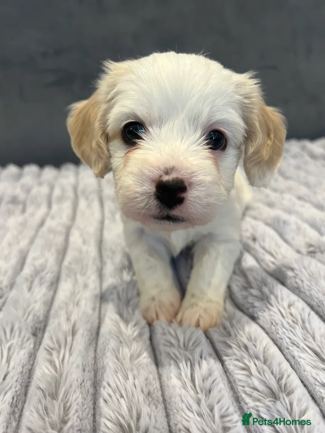 Cavachon dogs for sale: 🐶 Adorable Cavachon Puppies for Sale! 🐾 - Advert 15