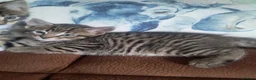 Mixed Breed cats for sale: 2 Beautiful kittens 😸 available  - Advert 8