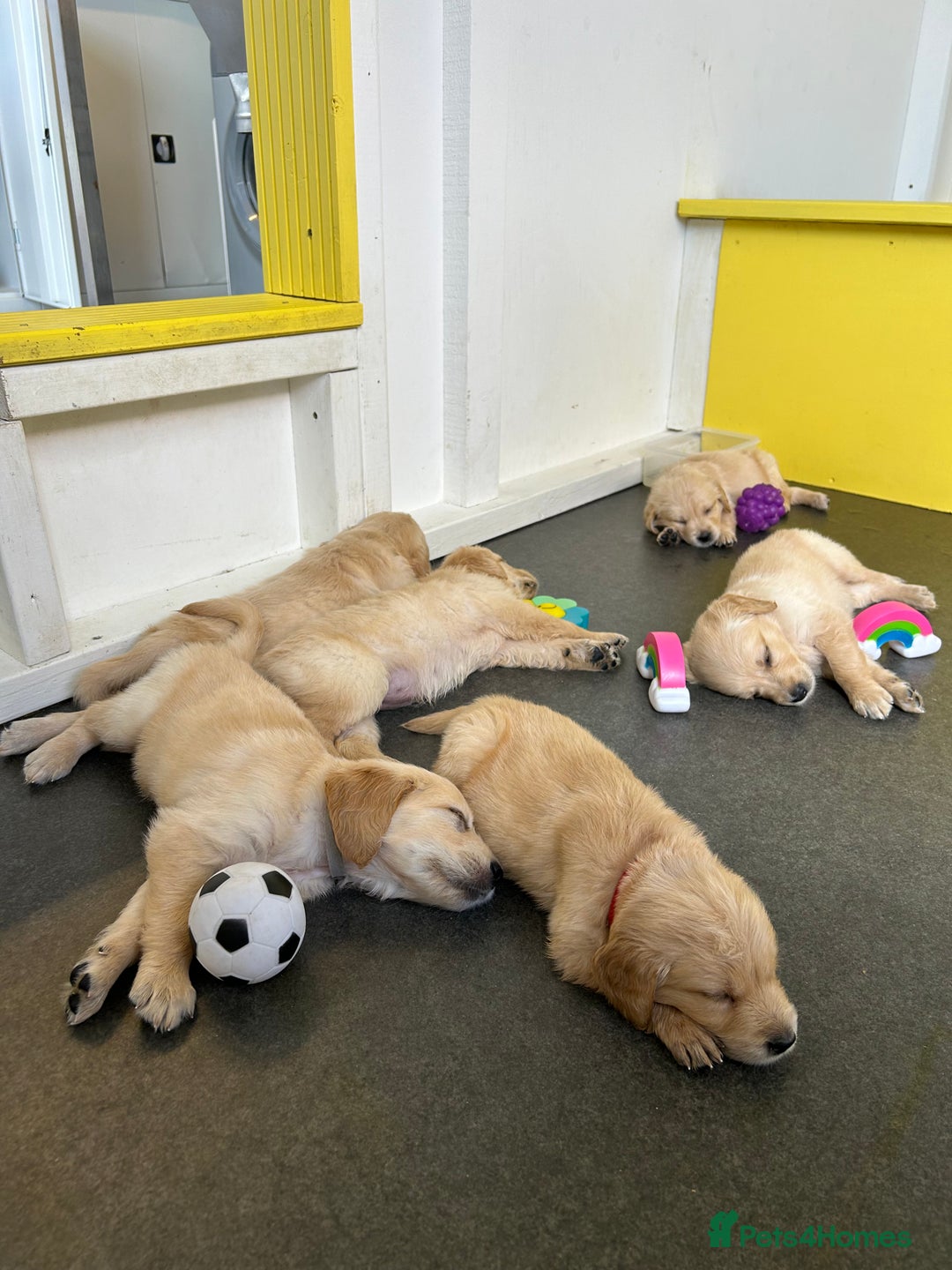 Golden Retriever dogs for sale: Golden retriever puppies for sale  - Image 19
