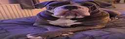 Olde English Bulldogge dogs for stud: Stud male - Advert 5
