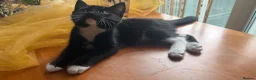 Mixed Breed cats for sale: Maine Coon Mixed Kittens Tabby & Tuxedo Richmond - Advert 2
