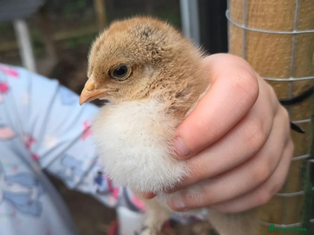 Chickens poultry for sale: Fertile Micro Serama hatching eggs - Advert 2