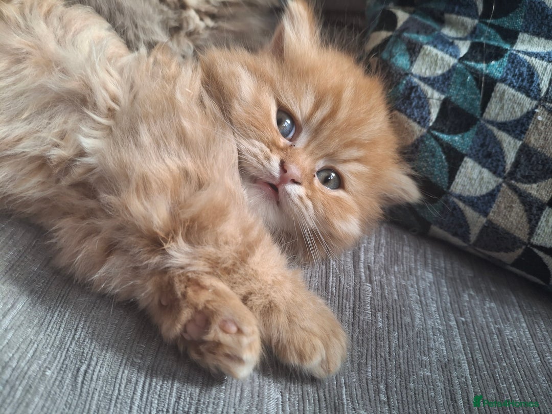 British Longhair cats for sale: 2 x Rare and stunning Pedigree BLH kittens - Image 7