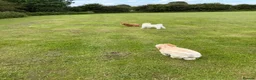Goldendoodle dogs for sale: Fabulous Australian Doubledoodle Puppies  - Advert 5