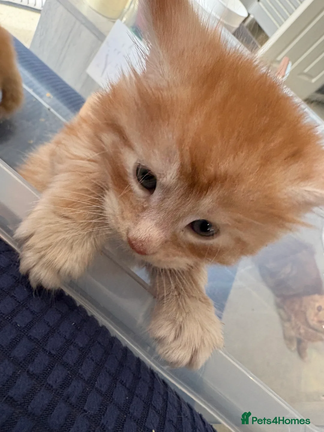 Maine Coon cats for sale: Gorgeous Ben & Jerry Maincoon boys  - Advert 2