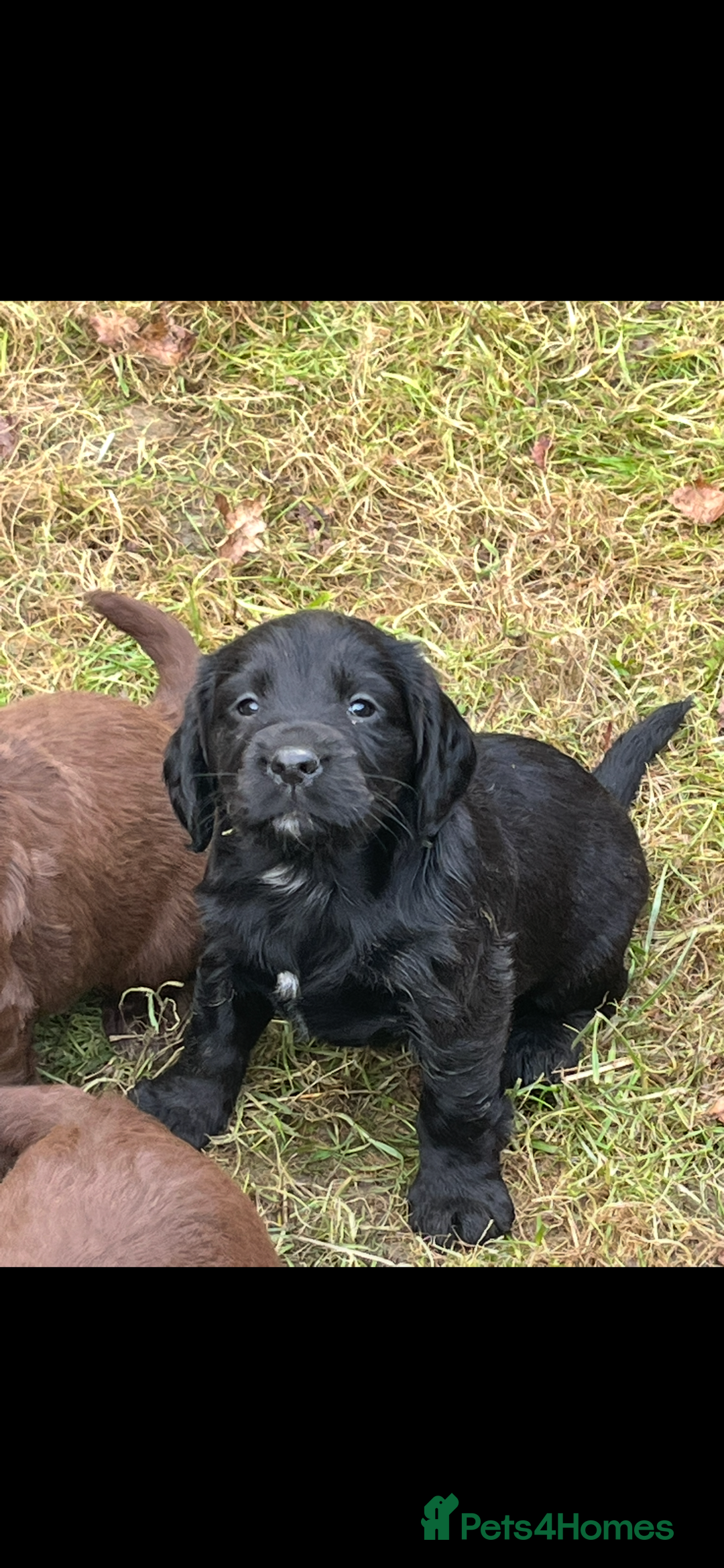 Cocker Spaniel dogs for sale: Beautiful Cockerspaniel Puppies for sale🐶 - Advert 12