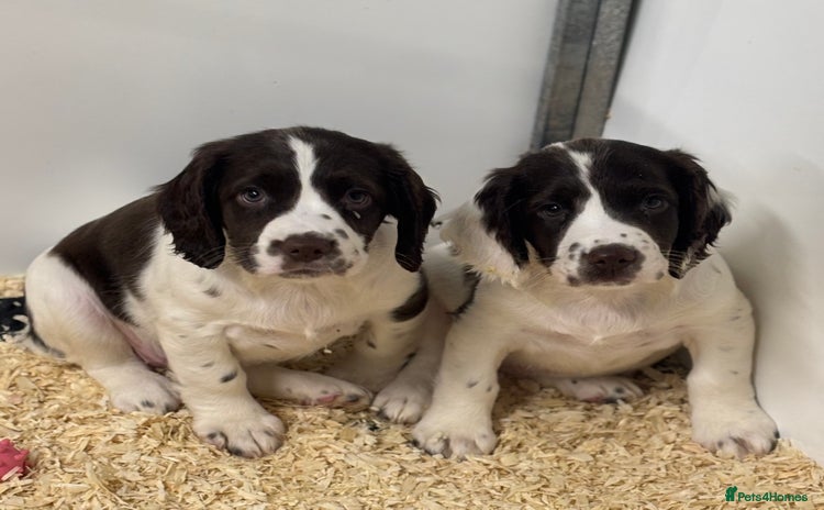 English Springer Spaniel dogs - Advert 1