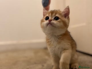 British Shorthair cats - Advert 10