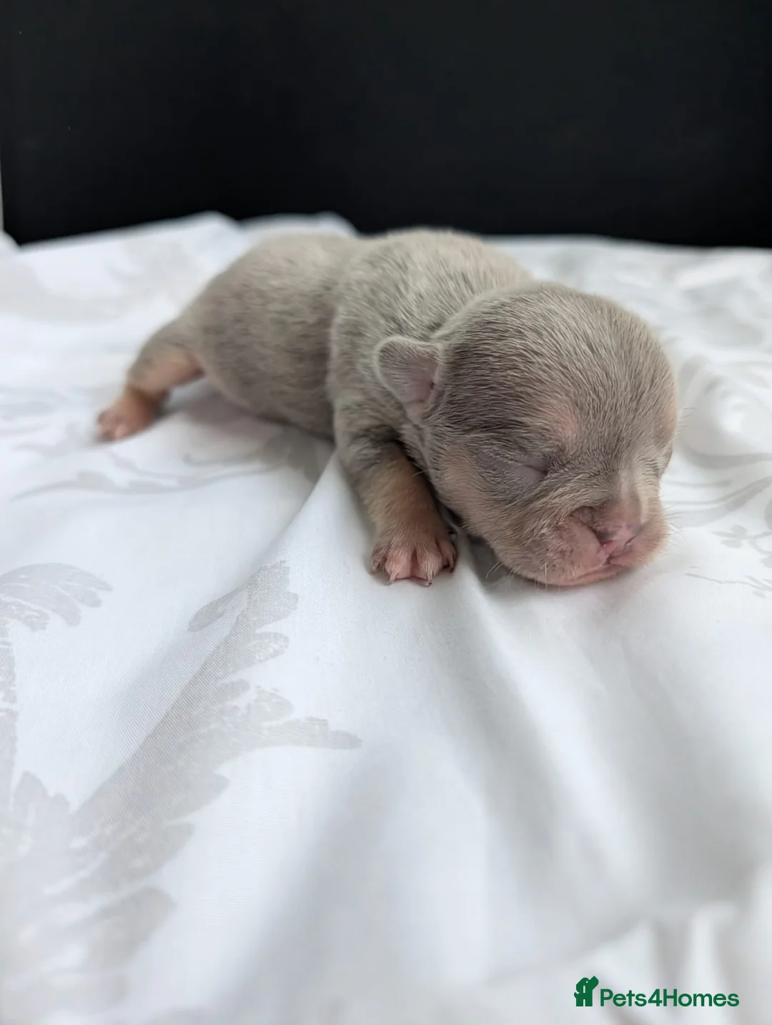 French Bulldog dogs for sale: Grey tri merle  - Advert 14