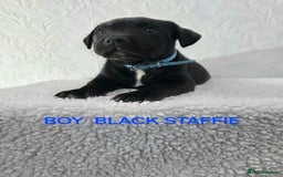 Staffordshire Bull Terrier dogs for sale: Kc reg black blue staffy puppies  - Image 19