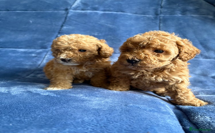 Cavapoo dogs - Advert 4
