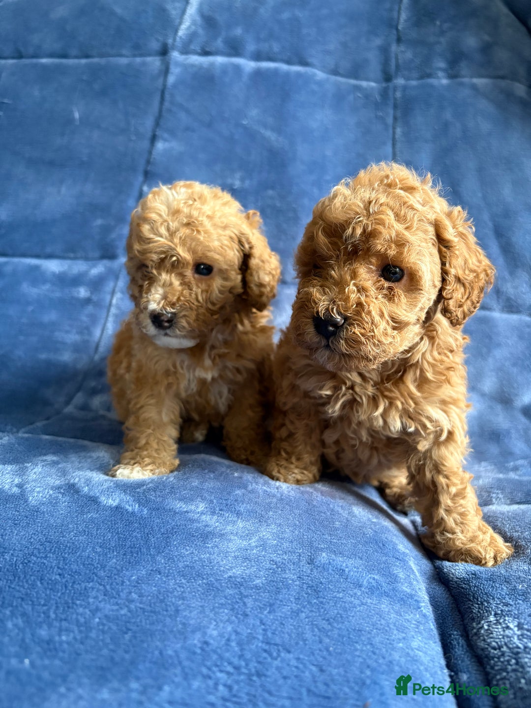 Cavapoo dogs for sale: Gorgeous cavapoo puppys - Image 1