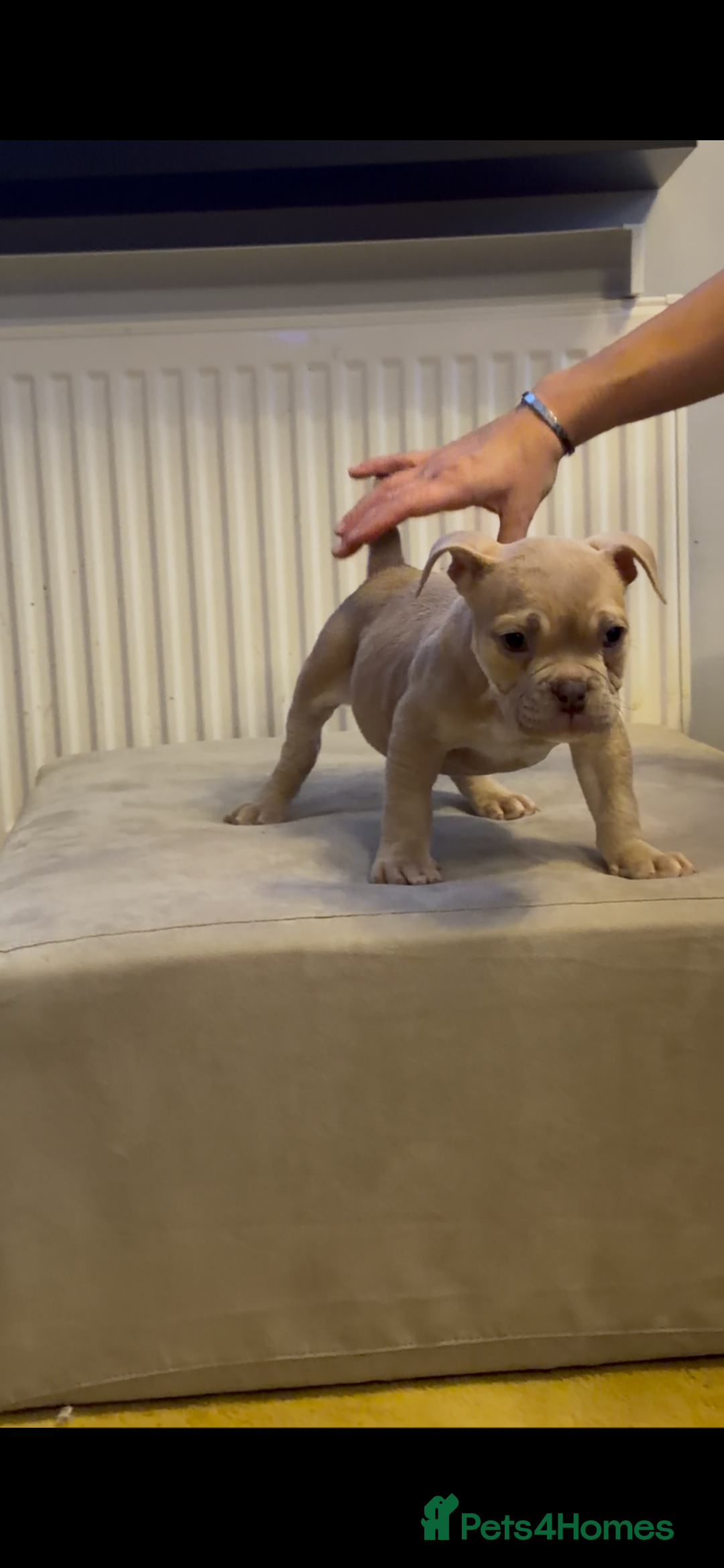 American Bully dogs for sale: 💥 Pocket bully puppies 💥 - Image 6